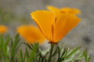 野生橙色罂粟花图片