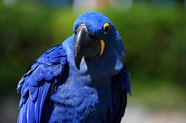 蓝色羽毛金刚鹦鹉图片