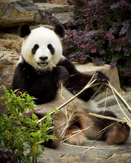 动物园国宝大熊猫吃竹子图片
