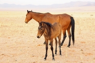 棕色母马和小马驹图片