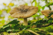 森林地面野生真菌蘑菇图片