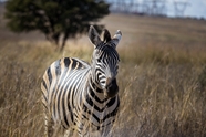 非洲大草原野生斑马图片