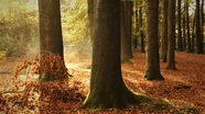 秋天森林落叶树木图片