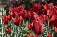 红色郁金香花图片
