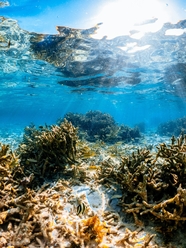 唯美蓝色水下世界珊瑚礁鱼群图片
