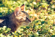 春日小清新草丛小猫图片摄影