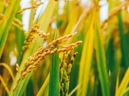 稻田成熟的稻穗图片
