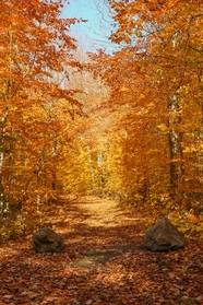 秋天公园枫树林风景图片