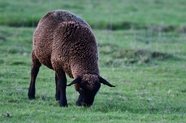 牧场草地黑山羊图片