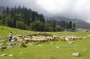 游牧民族牧羊人羊群图片