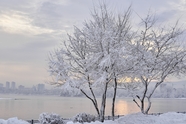 冬季公园雾凇风景图片