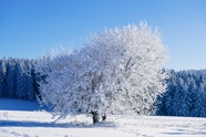 冬季树木雾凇景观图片