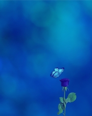 蓝色蝴蝶玫瑰花背景图片