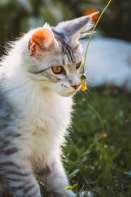 可爱呆萌挪威森林猫图片