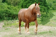 棕色马匹高清图片