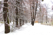 冬季雪树银花风景图片