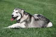 绿色草地阿拉斯加雪橇犬图片