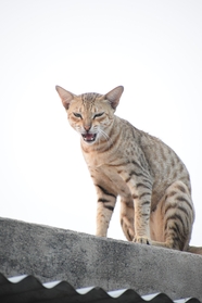 野生猞猁猫图片