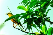 站在绿色树枝上的蜂鸟图片