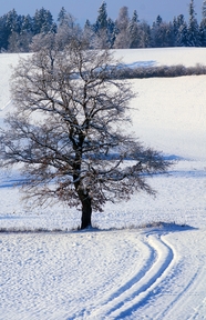 冬季雪地雪树银花图片