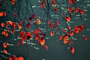 秋天夜晚红树叶图片