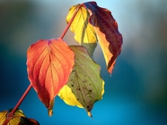 秋天彩色树叶图片