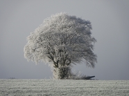 冬季雪树银花风景图片