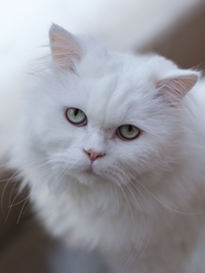 白色波斯猫图片