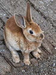 高清可爱灰色兔子图片