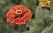 橙色百日草花卉植物图片