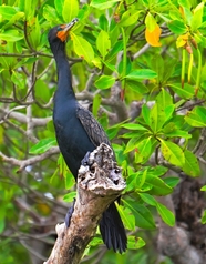 热带树林野生鸬鹚图片