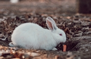 吃胡萝卜的大耳白兔图片