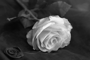 黑白意境白色玫瑰花图片摄影