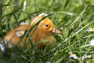 绿色草丛可爱小鸭子图片