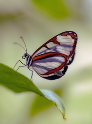 野生彩色蛱蝶图片