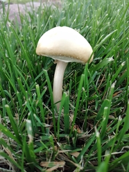 绿色草丛白帽蘑菇图片