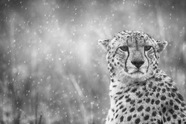 非洲野生猎豹黑白摄影图片