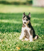 草地可爱西伯利亚雪橇犬图片