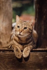 治愈系可爱小猫咪摄影图片