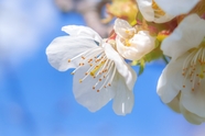 春天白色樱花小清新摄影图片