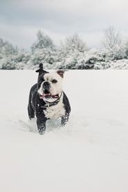 冬季雪地可爱大陆斗牛犬图片
