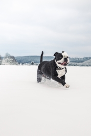 冬季可爱斗牛犬狗狗图片