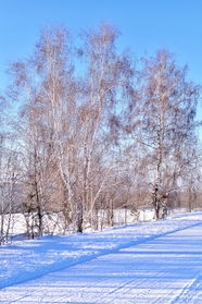 冬天雪地光秃秃的树木图片