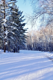 冬季雪地树林风光摄影图片