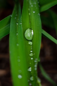 雨后绿叶水珠摄影图片