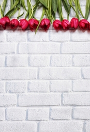 红色郁金香白色砖墙背景图片