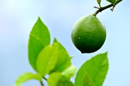 绿色清新柠檬树青柠檬图片
