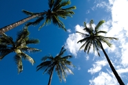 蓝天白云椰子树摄影图片