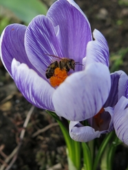 春天野生紫色番红花图片