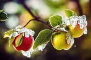 霜冻原生态野生苹果图片